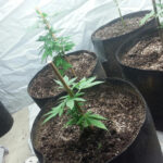 cannabis in pots