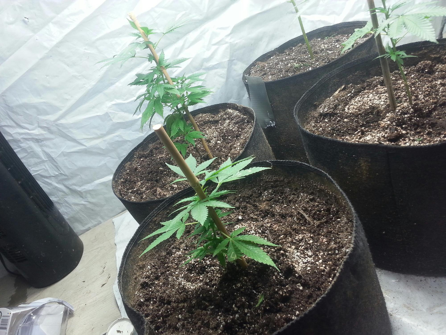 Composting for Organic Cannabis: Boosting Soil Nutrition Naturally in 2025