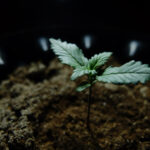 sprout in a pot
