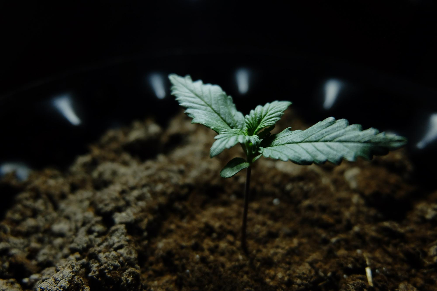 Companion Planting Strategies for Organic Cannabis Growers in 2025