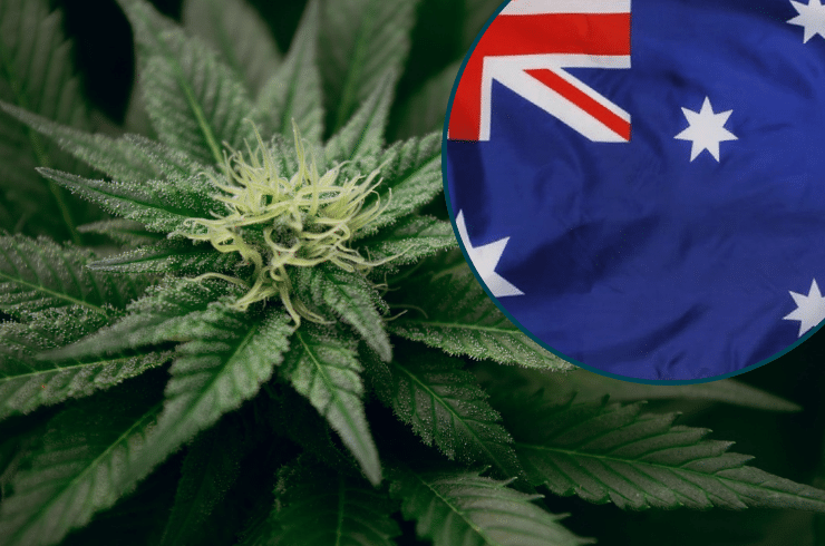 Licensing and Permit Requirements for Cannabis Home Growing in Australia