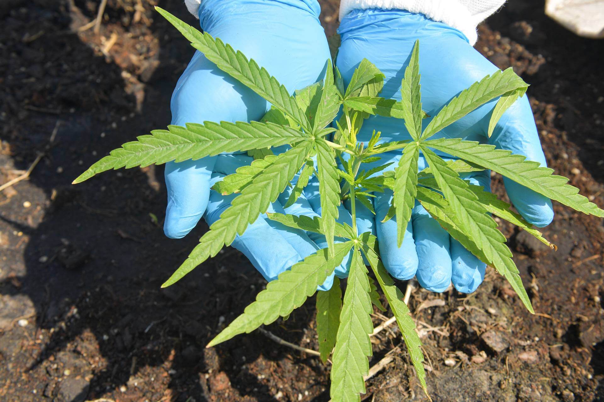 Legal Plant Limits for Home Cannabis Growing in Australia